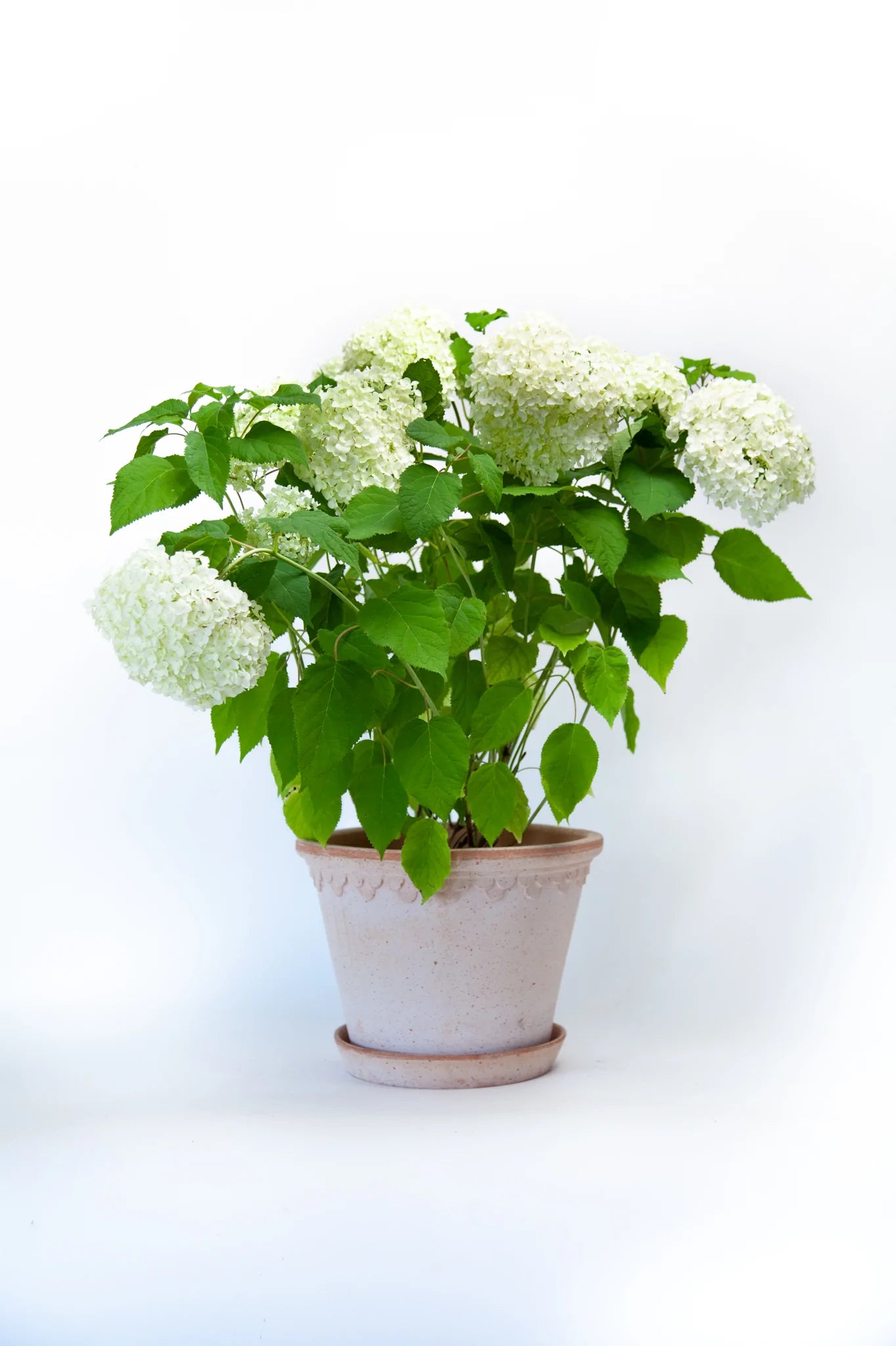 White Hydrangea Annabelle with Rosa Pot - Soto Gardens