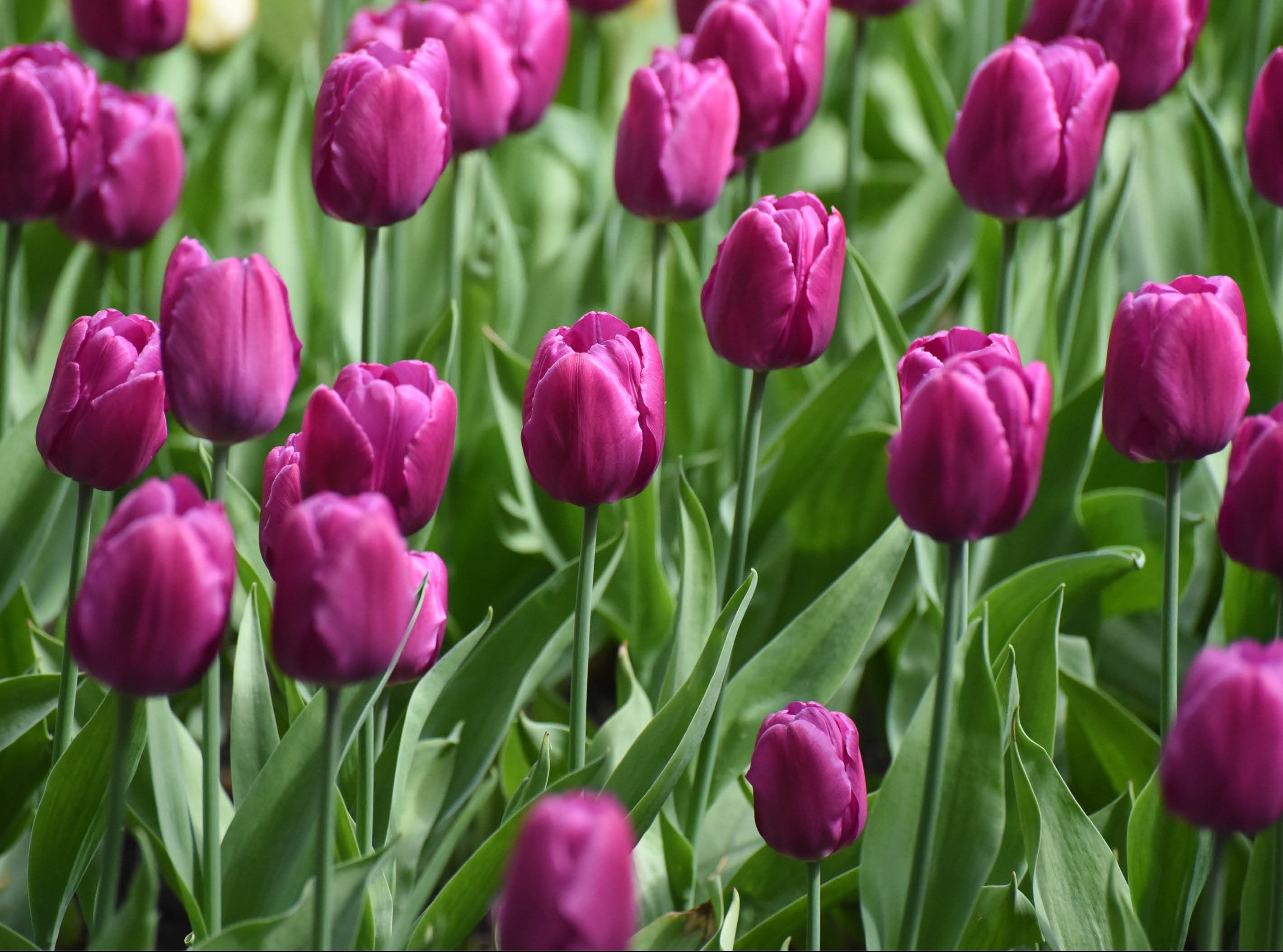 How to grow and care for Tulips – Soto Gardens