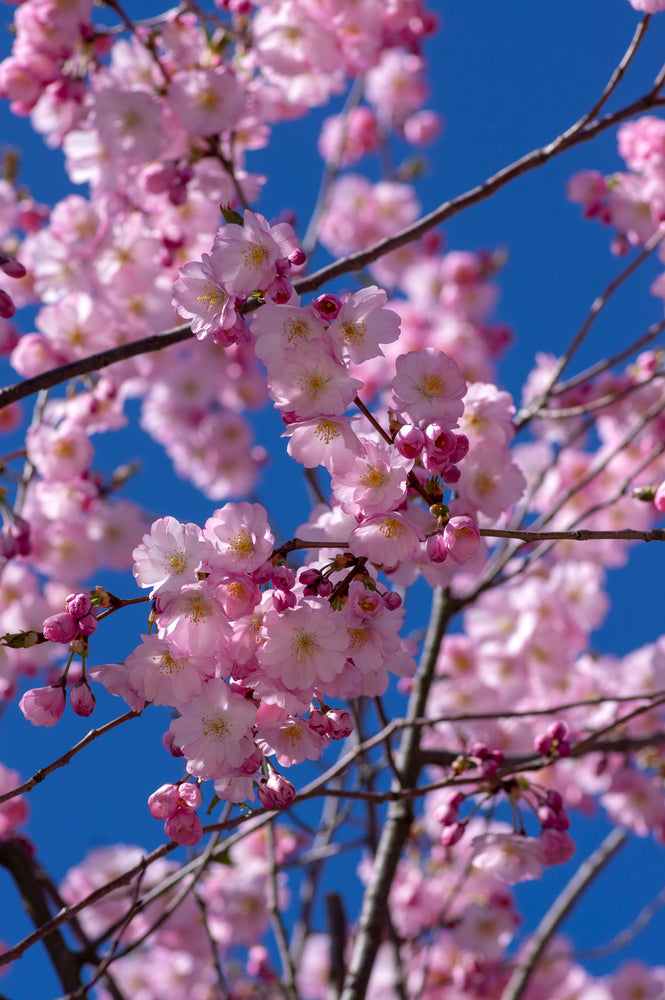 Cherry Tree - Soto Gardens