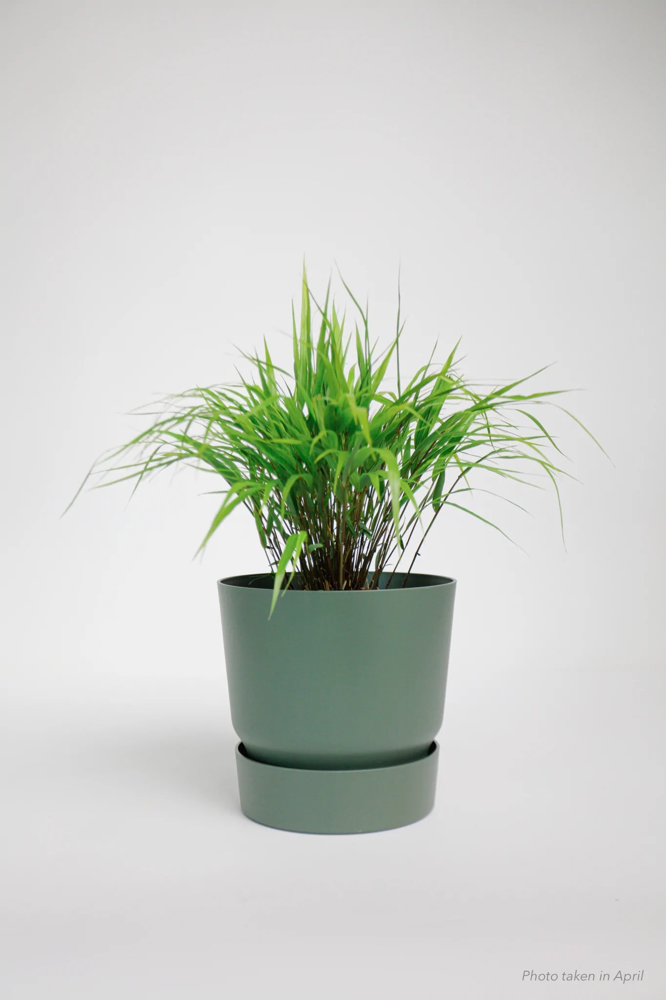 Japanese Forest Grass with Elho Reservoir Pot - Soto Gardens